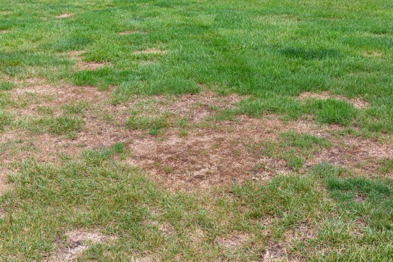 Lawn Damage from Improper Cleanup