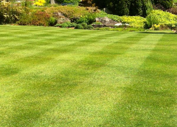 Commercial Grass Cutting in Doylestown