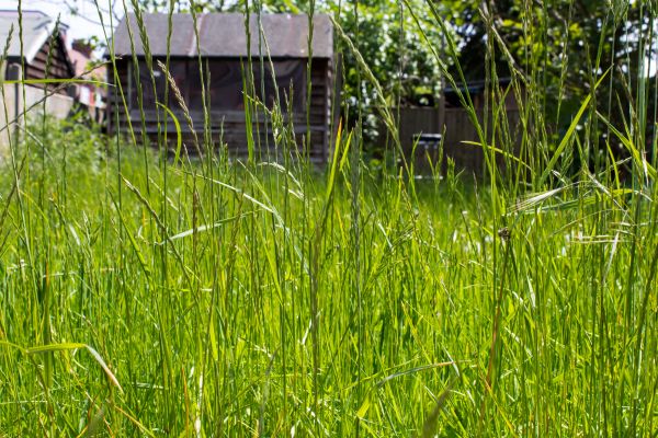 Overgrown Lawn Trimming in Doylestown