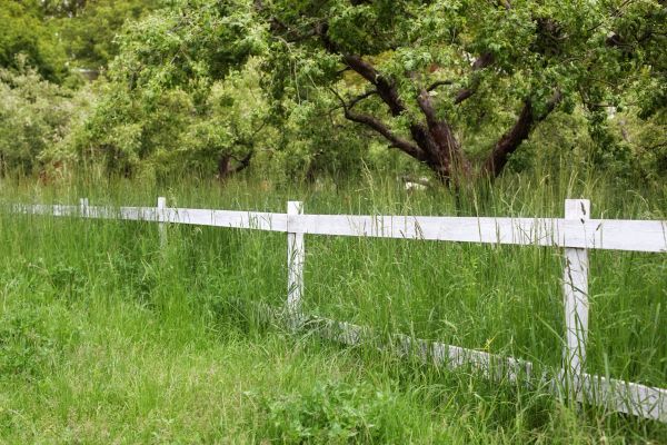 Fence Line Trimming in Doylestown